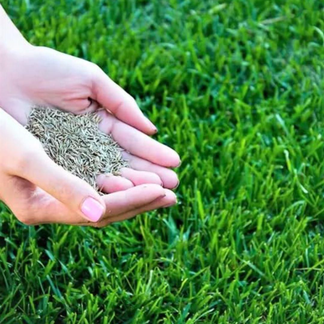 Grass Seeds Hybrid Best