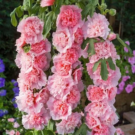 Imported Hollyhock Seeds