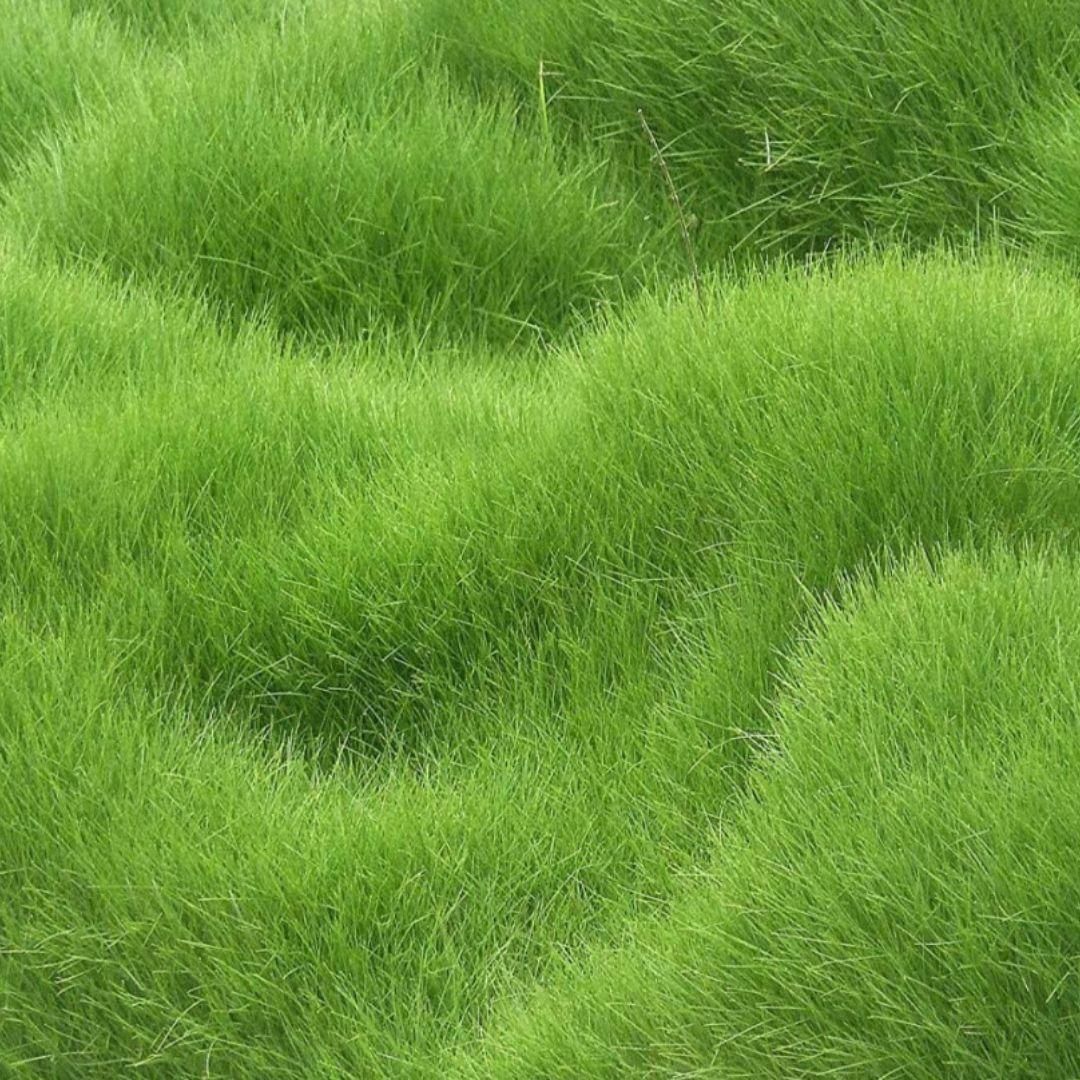 Grass Seeds Hybrid Best