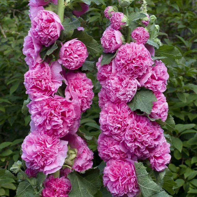 Imported Hollyhock Seeds